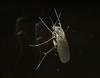 Mycetophilini inconnu